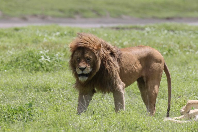 Lion in Ngorongoro Crater