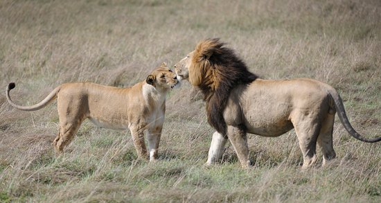 Lions - Ngorongoro Crater