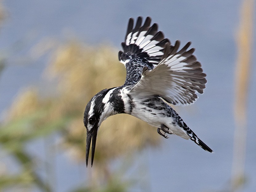 Pied Kingfisher Lake Mburo