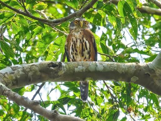Red-chested Owlet