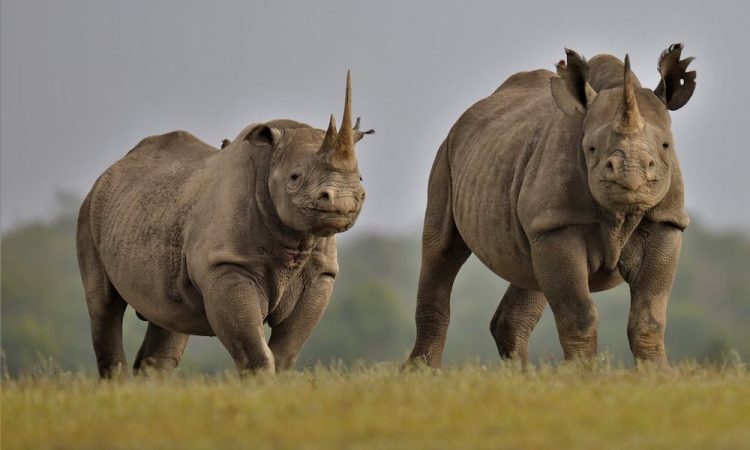Rhinos In Lake Nakuru National Park