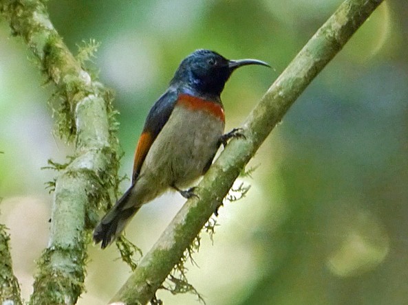 Rufous-winged Sunbird
