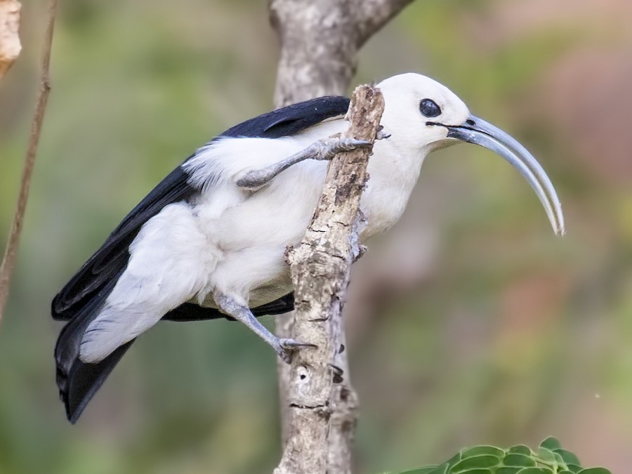 Sickle-billed Vanga
