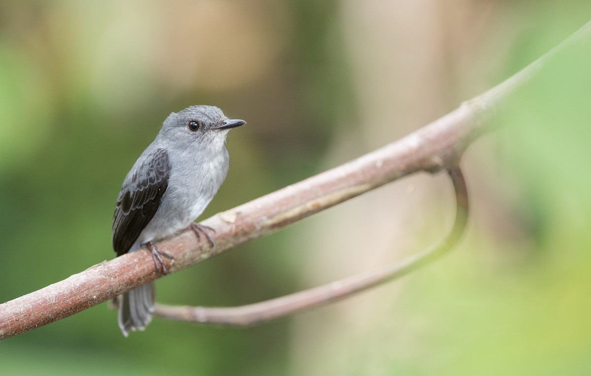 Cassin's Flycatcher