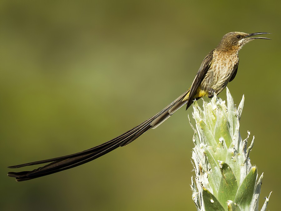 Cape Sugarbird