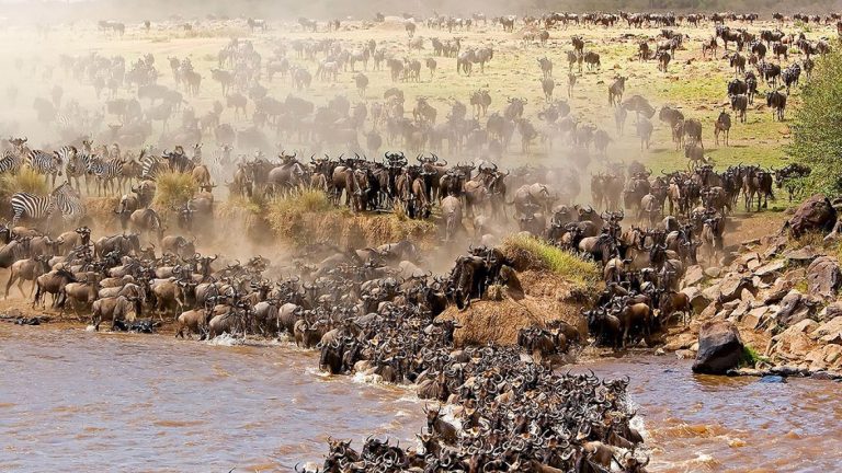 The Great Migration in Masai Mara