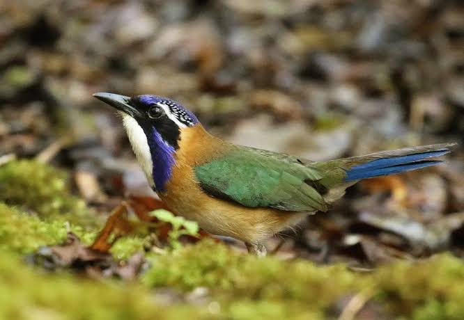 Pitta-like Ground-Roller