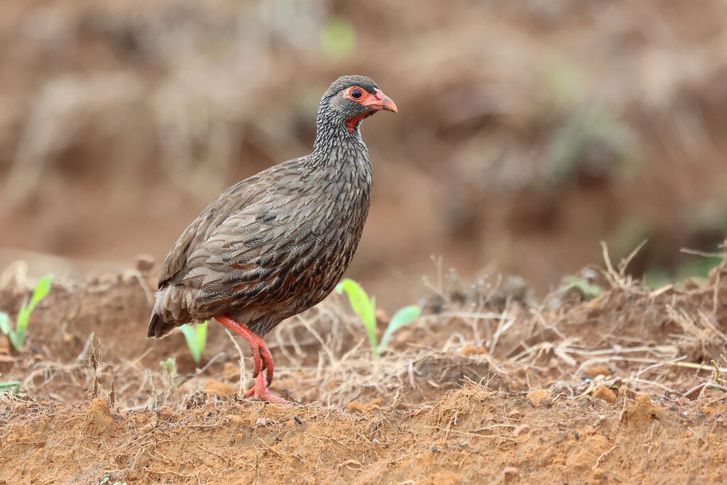 Red-necked Spurfowl