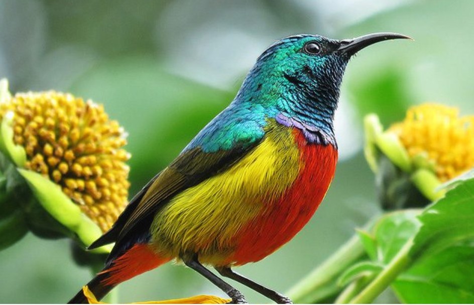 Regal Sunbird in Uganda