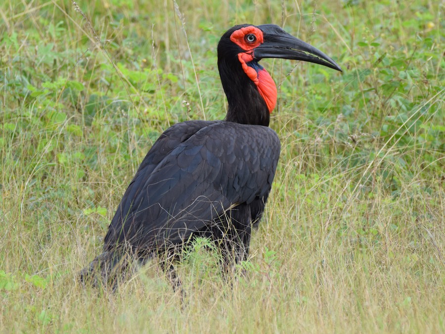 Southern Ground Hornbill