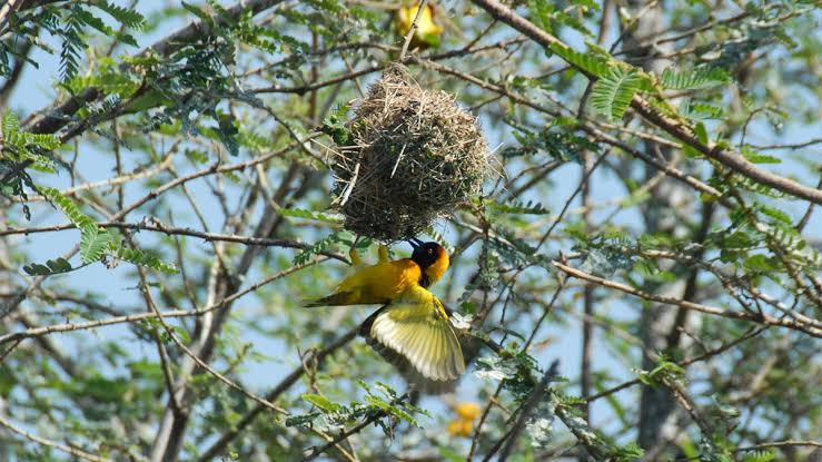 Fox's Weaver in Uganda