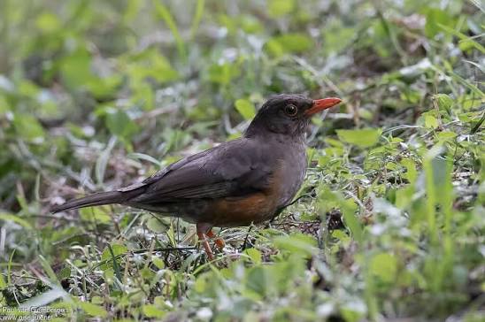 Usambara Thrush