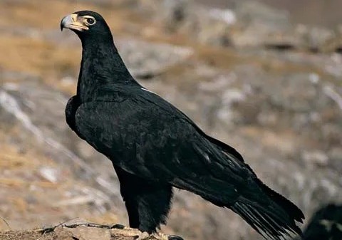 Verreaux's Eagle