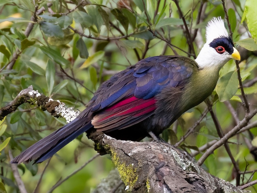 White-crested Turaco