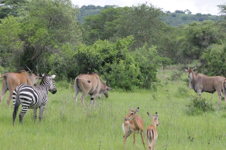 Wildlife in Lake Mburo National Park - Day and Night Walks in Lake Mburo National Park