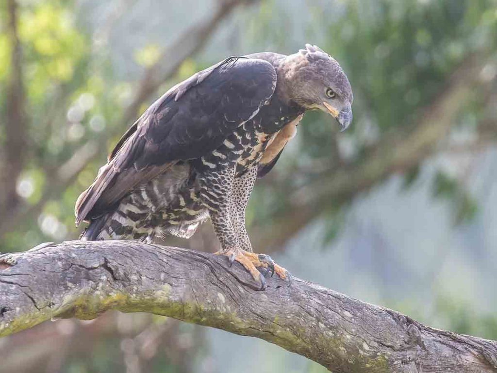 Crowned Eagle—Uganda Birding Safaris